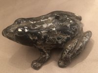 frog 3.jpg